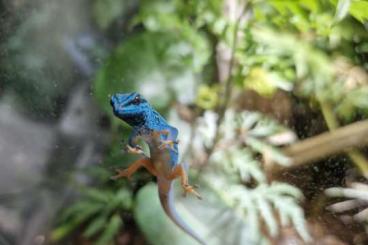 Geckos kaufen und verkaufen Foto: Lygodactylus Williamsi Männchen 1.0 / Himmelblauer Zwergtagegecko