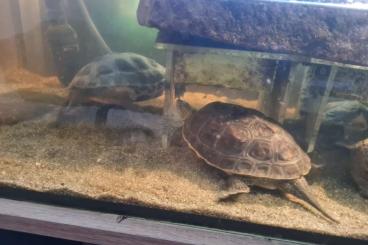Schildkröten  kaufen und verkaufen Foto: 3 Wasserschildkröten kostenlos an Selbstabholer