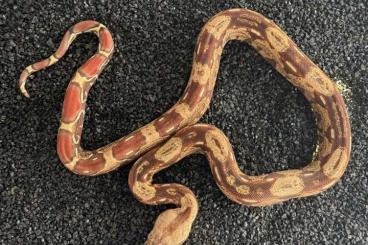 Boas kaufen und verkaufen Photo: VPI IMG Boa Imperator male CB2024