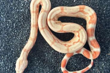 Boas kaufen und verkaufen Foto: Sunglow het Leopard Boa Imperator female CB2024