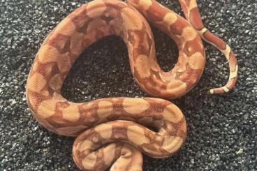 Boas kaufen und verkaufen Photo: Hypo 66% het Blood / Kahl Albino males and females CB2024