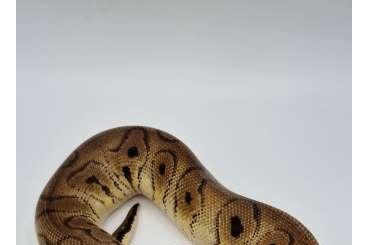 Ball Pythons kaufen und verkaufen Photo: 1.0 Pastel Stranger Clown poss Dinker "Breeder"