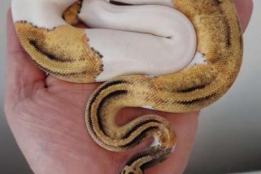 Ball Pythons kaufen und verkaufen Photo: 1.0 Pastel Pied het Clown poss GHI