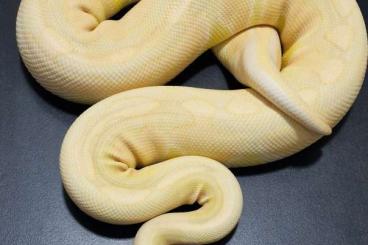 Königspythons kaufen und verkaufen Foto: 0.1 Enchi Cinnamon Lavender Albino