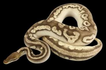 Ball Pythons kaufen und verkaufen Photo: 0.1 Mojave Pastel Orange Dream het Piebald