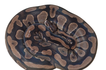 Königspythons kaufen und verkaufen Foto: Mahogany Yellowbelly DH Axanthic (TSK) Pied Königspythons kaufen und verkaufen Foto: Mahogany Yellowbelly DH Axanthic (TSK) Pied