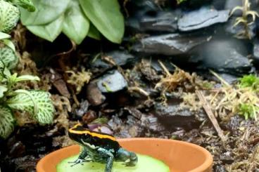 Pfeilgiftfrösche kaufen und verkaufen Foto: Phyllobates vittatus – Auch für Anfänger geeignet!