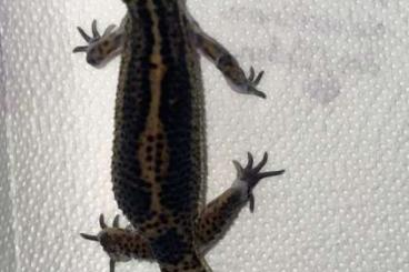 Geckos kaufen und verkaufen Photo: 0.10 Blacknight Leopardgeckos 