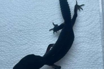 Geckos kaufen und verkaufen Foto: 0.10 Blacknight Leopardgeckos 