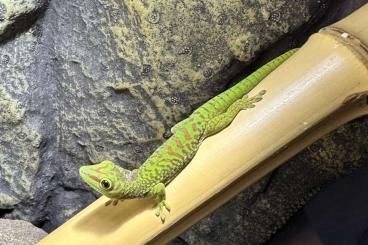 Geckos kaufen und verkaufen Photo: Phelsuma Grandis; 0.0.1; 06/2023