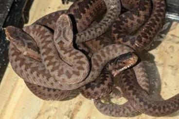 Venomous snakes kaufen und verkaufen Photo: Nachzucht 2024 Vipera Berus 