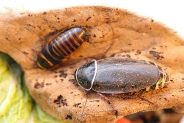 Insekten kaufen und verkaufen Foto: Simandoa Höhlenschabe    