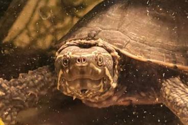 Turtles kaufen und verkaufen Photo: Moschusschildkröte abzugeben