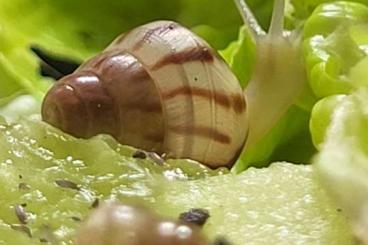 Schnecken kaufen und verkaufen Foto: Limicolaria aethiops/agathina