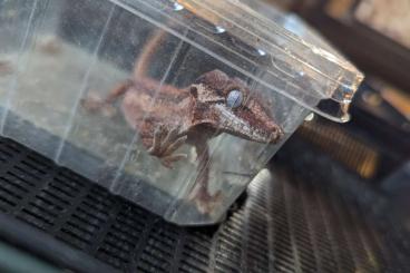 Geckos kaufen und verkaufen Foto: 0,0,1 Höckerkopfgecko (Rhacodactylus auriculatus) Jungtier 