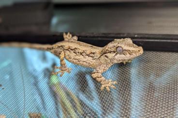 Geckos kaufen und verkaufen Foto: 0,0,2 Höckerkopfgeckos (Rhacodactylus auriculatus) Jungtiere 