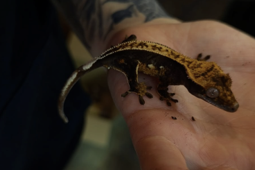 Geckos kaufen und verkaufen Photo: 0,0,2 Kronengecko (Correlophus ciliatus) Jungtiere 