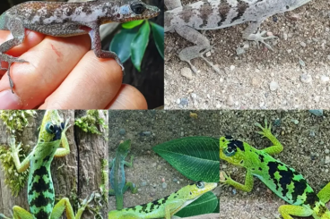 other lizards kaufen und verkaufen Photo: Anolis roquet salinei, Anolis roquet zebrilus for Hamm