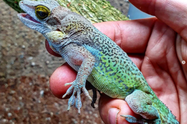 andere Echsen kaufen und verkaufen Foto: Anolis leachii for Hamm September