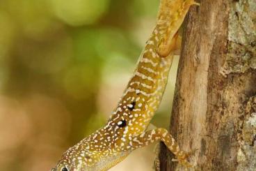 andere Echsen kaufen und verkaufen Foto: Anolis oculatus cabritensis