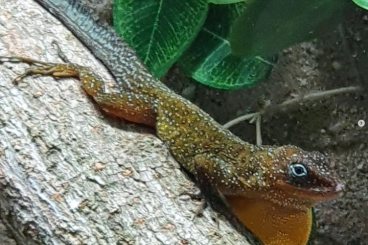 Echsen  kaufen und verkaufen Foto: Anolis oculatus montanus, Anolis marmoratus Trois Rivières, A. sabanus