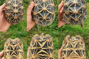 Tortoises kaufen und verkaufen Photo: 1.2 Geochelone elegans 0.0.2 Tesudo hermanni hercegovinensis