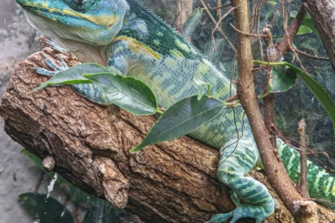 Lizards kaufen und verkaufen Photo: 1.0 anolis baracoae adult, 1.0 Anolis equestris potior adult