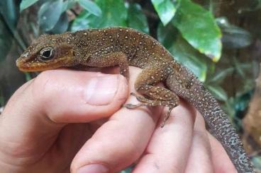 Echsen  kaufen und verkaufen Foto: Anolis for Hamm Dec 2024 pickup salinei zebrilus leachii Macouba