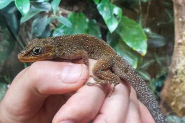 Echsen  kaufen und verkaufen Foto: 1.2 Anolis oculatus montanus