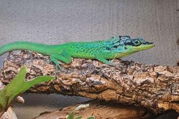 Echsen  kaufen und verkaufen Foto: single males Anolis Hamm leachii, trinitatis, roquet summus, grahami