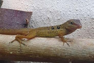 Lizards kaufen und verkaufen Photo: Anolis, adulte legende Paar für Selbstabholung oder Versand (D)