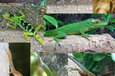 Echsen  kaufen und verkaufen Foto: Anolis for Hamm, 03/2025, all cb at least 4 months old