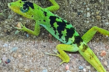 Lizards kaufen und verkaufen Photo: Anolis roquet salinei for Hamm March