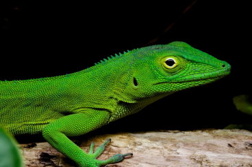 Lizards kaufen und verkaufen Photo: 1.1 Anolis garmani subadult cb 2024