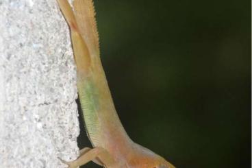 Lizards kaufen und verkaufen Photo: Anolis several species for Hamm march