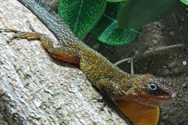 Lizards kaufen und verkaufen Photo: Anolis oculatus cabritensis, montanus Lizards kaufen und verkaufen Photo: Anolis oculatus cabritensis, montanus