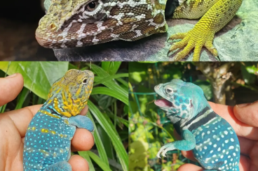 Lizards kaufen und verkaufen Photo: Crotaphytus for Hamm September 2025 Lizards kaufen und verkaufen Photo: Crotaphytus for Hamm September 2025