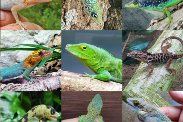 Echsen kaufen und verkaufen Foto: Anolis for Hamm September 2025 Echsen kaufen und verkaufen Foto: Anolis for Hamm September 2025