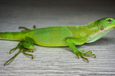 andere Echsen kaufen und verkaufen Foto: Brachylophus fasciatus ( Fidschi Leguan )