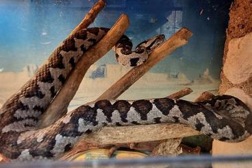Giftschlangen kaufen und verkaufen Foto: Montivipera xanthina Ursprung Lykien 