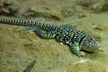 Lizards kaufen und verkaufen Photo: Crotaphytus collaris 0,1 adult