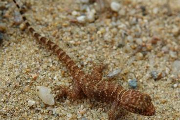 Lizards kaufen und verkaufen Photo: Sceloporus cyanogenys, Tarentola deserti, Ptyodactylus hasselquistii