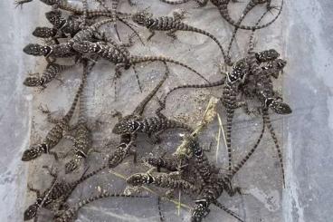 Lizards kaufen und verkaufen Photo: Sceloporus cyanogenys blauer Stachelleguan Lizards kaufen und verkaufen Photo: Sceloporus cyanogenys blauer Stachelleguan