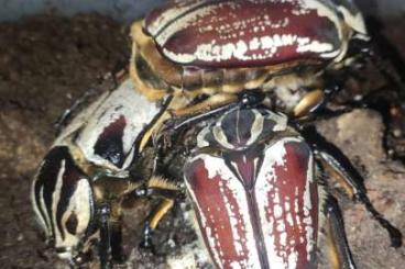 Insects kaufen und verkaufen Photo: Goliathus goliatus fresh imagos pair