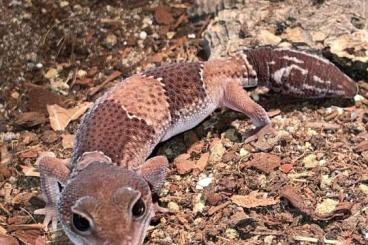 Geckos kaufen und verkaufen Foto: Hemitheconyx caudicinctus