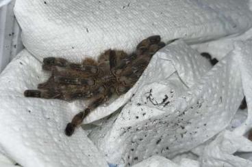 Vogelspinnen kaufen und verkaufen Foto: Poecilotheria sp lowland 2.0