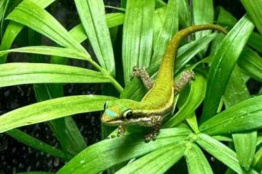 Geckos kaufen und verkaufen Foto: Phelsuma cepediana NZ 5/24