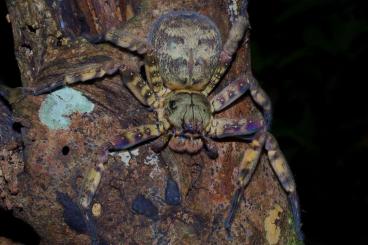 Spinnen und Skorpione kaufen und verkaufen Foto: FOR WEINSTADT ONLY - Heteropoda lunula