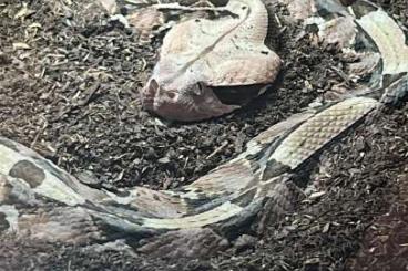 Venomous snakes kaufen und verkaufen Photo: Gabunviper Bitis Gabunica Rhinoceros for sale 