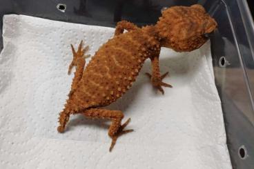 Geckos kaufen und verkaufen Photo: Nephrurus amyae - Pair - Trade possible